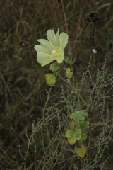 Alcea rugosa