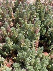 Chenolea diffusa