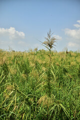 Phragmites karka