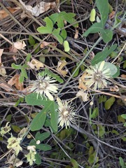 Passiflora affinis
