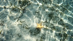 Oreaster reticulatus