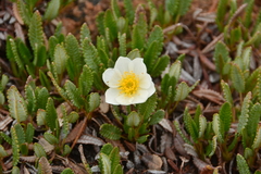 Dryas