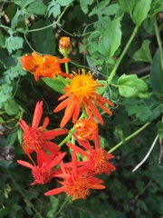 Pseudogynoxys chenopodioides