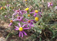 Senecio arenarius
