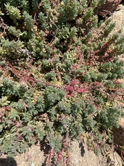 Chenolea diffusa