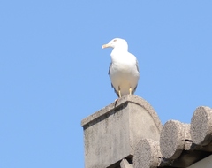 Larus michahellis