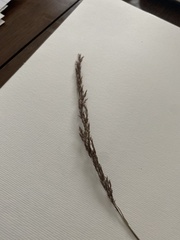 Agrostis stolonifera