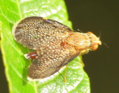 Eutreta noveboracensis