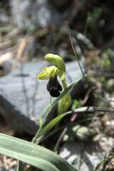 Ophrys