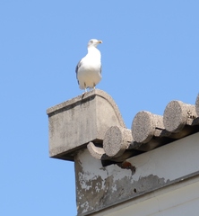 Larus michahellis