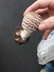 Chlorophyllum brunneum