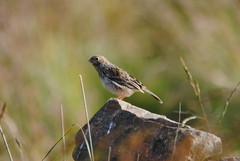 Rhopospina alaudina