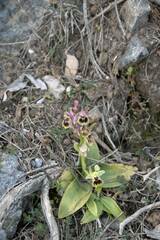 Ophrys