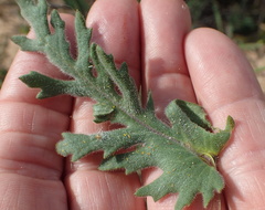 Senecio arenarius