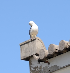 Larus michahellis