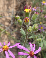 Senecio arenarius
