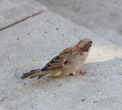 Passer domesticus