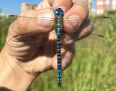 Aeshna affinis