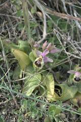 Ophrys tenthredinifera