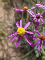 Senecio arenarius