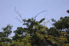 Merops viridis