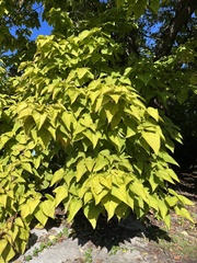Catalpa bignonioides