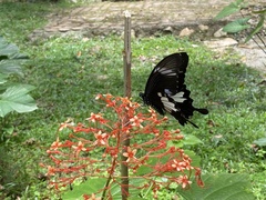 Papilio nephelus