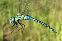 Aeshna affinis