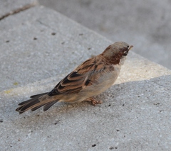 Passer domesticus