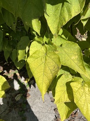 Catalpa bignonioides