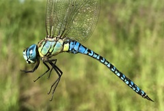 Aeshna affinis