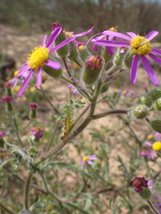 Senecio arenarius