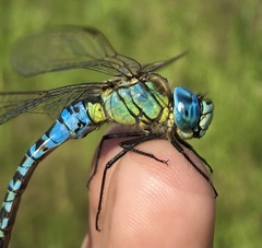 Aeshna affinis