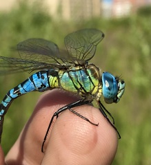 Aeshna affinis