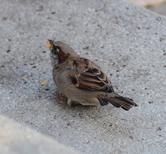 Passer domesticus