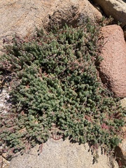 Chenolea diffusa