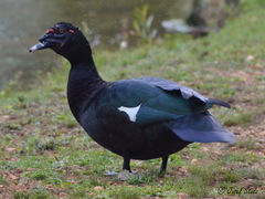 Cairina moschata