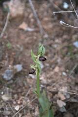 Ophrys