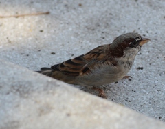 Passer domesticus