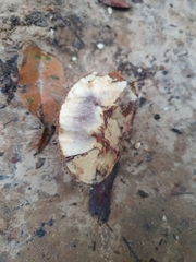 Annonaceae