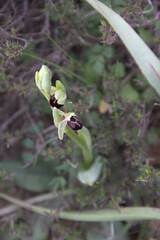 Ophrys
