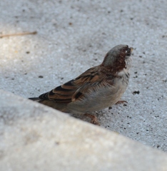 Passer domesticus