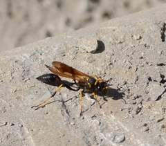 Sceliphron caementarium