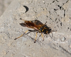 Sceliphron caementarium