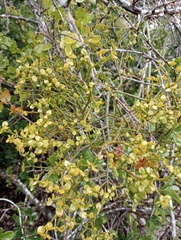 Viscum rotundifolium