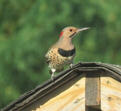 Colaptes auratus luteus
