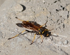Sceliphron caementarium