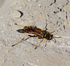 Sceliphron caementarium
