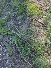 Allium vineale