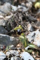 Ophrys